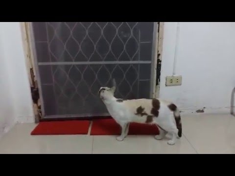 شاهد قطة ذكية تفتح بابًا حديديًا