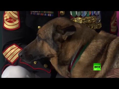 شاهد كلبة تكسب ميدالية بعد خسارة رجلها في أفغانستان