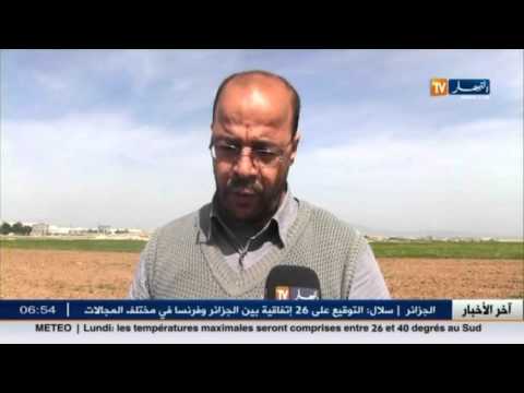 شاهد الصفصفة مادة غذائية جيدة للمواشي