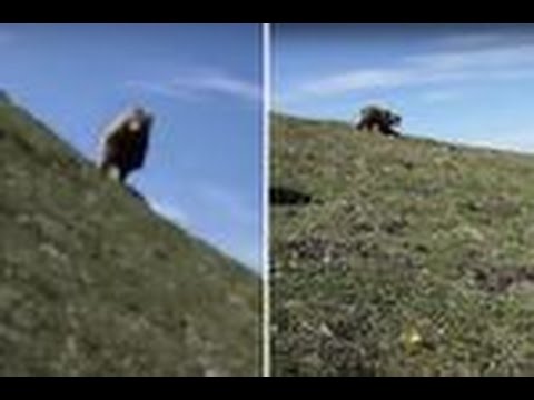 شاهد ماذا فعل رجل ليهرب من دب مفترس