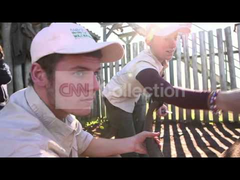 south africa saving hope the survivor rhino