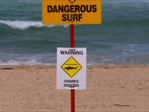 raw surfers shark scare closes sydney beach