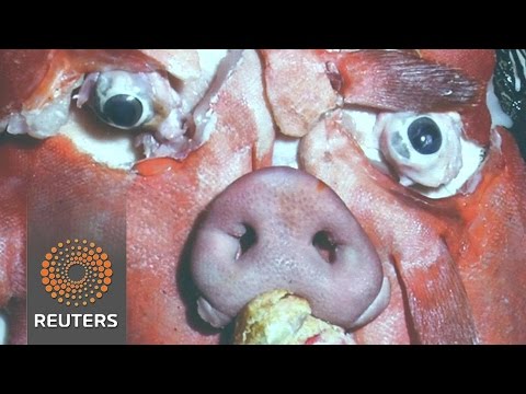 pig snout sheep eyes