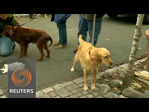 golden retrievers set to drool over new homes