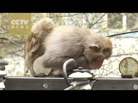 footage monkey gets electric shock gets rescued