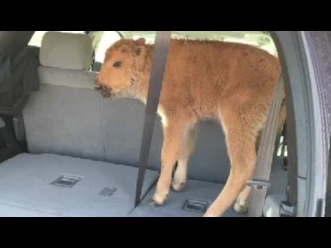 bison calf euthanized after humans put it in car
