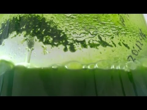 uvblocking algae could be natures