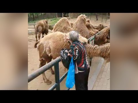 woman filmed pulling fur off camel