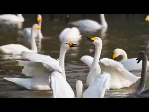 migrating swans settle down