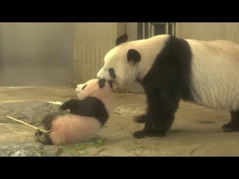 giant panda xiang xiang makes her first public appearance