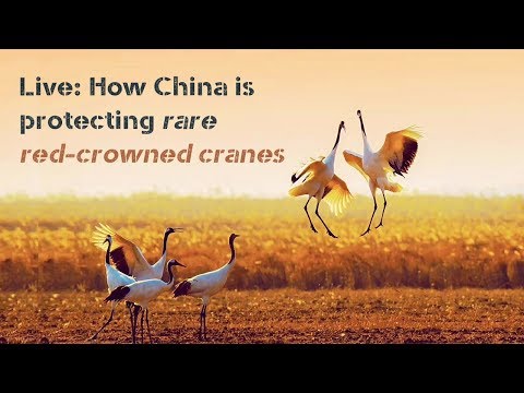 how china is protecting rare redcrowned cranes