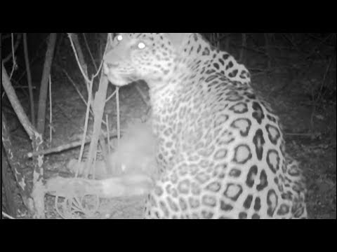 wild puma eats a bull in mountains