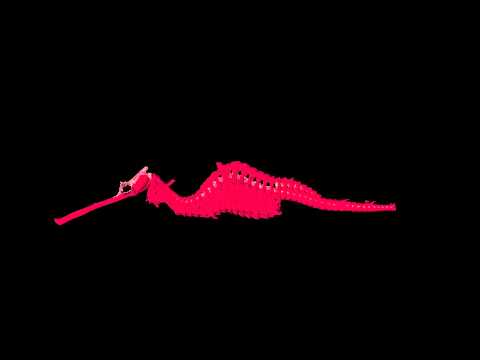 new species of seadragon is a deep ruby red