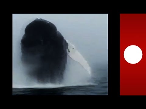 incredible humpback whale breach caught on camera canada