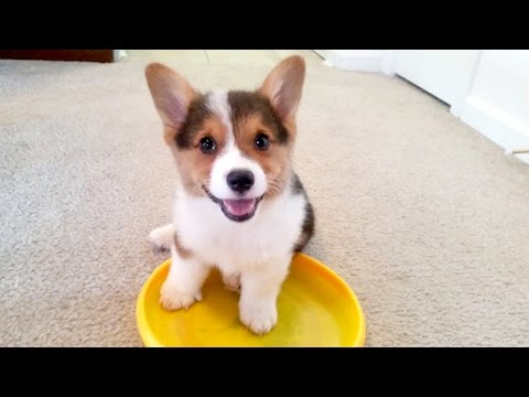 puppy breaks down dogproof gate