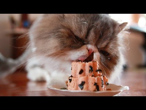 3ingredient gourmet cat food