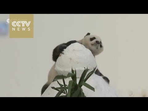 cute pandas play snow balls happily
