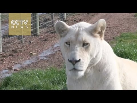 ban on hunting trophies welcomed