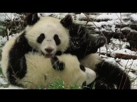 playful panda twins enjoy first snowfall