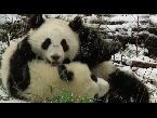 playful panda twins enjoy first snowfall
