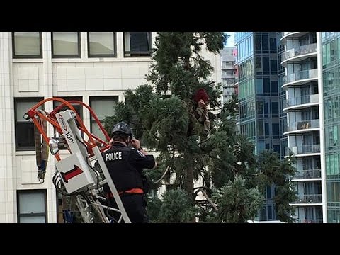 seattles famous manintree charged with mischief