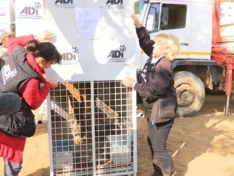 rescued lions explore new home in african bush