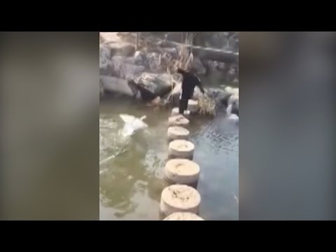 goose attacks woman trying
