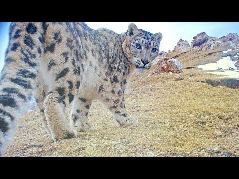 26 snow leopards spotted