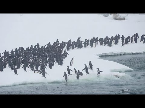 penguins make the antarctic their home