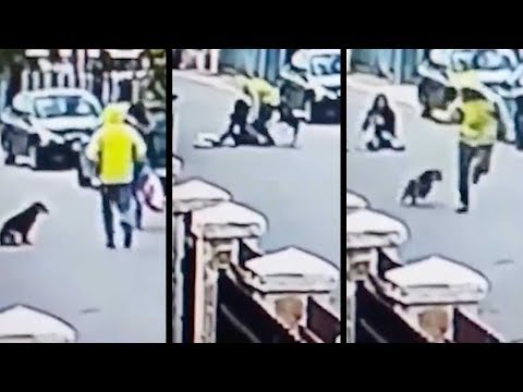 hero stray dog saves woman from mugger