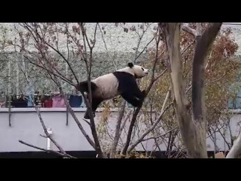 cute ’gymnastics panda makes trouble