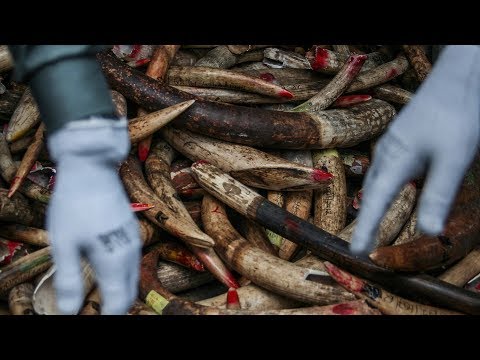 africa’s fight against elephant poaching