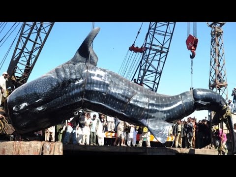 one of the biggest sharks ever found in karachi