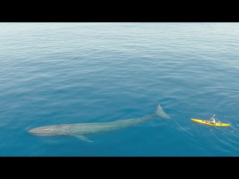 swimming with the worlds biggest animal
