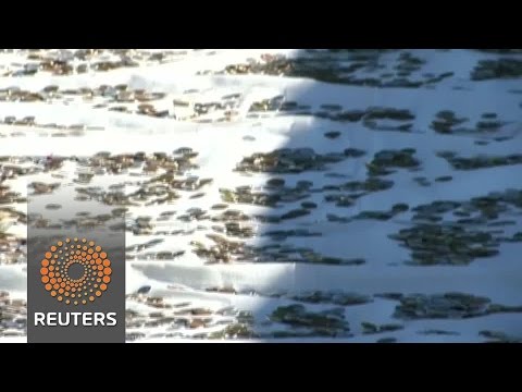 japanese pray for prosperous 2016