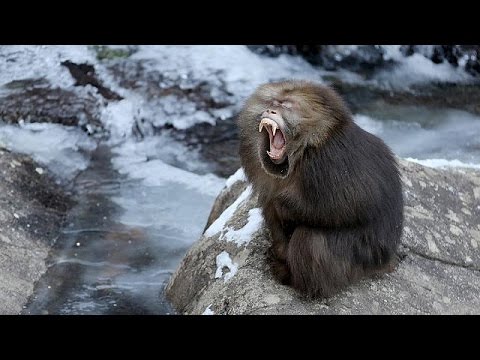 shock and excitement as big freeze brings unprecedented chill