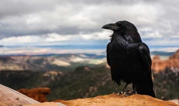  العرب اليوم - تفسير رؤيا الغراب في المنام للرجل والمرأة