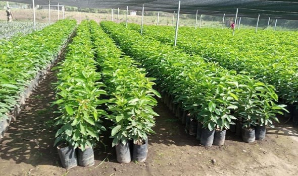  العرب اليوم - تفسير حلم زراعة الأشجار في المنام