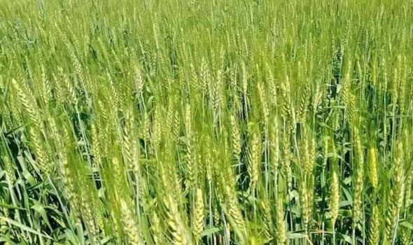  العرب اليوم - تفسير رؤيا الحصاد في المنام