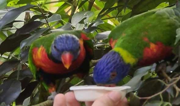  العرب اليوم - رؤيا العصافير في الحلم للمرأة والرجل