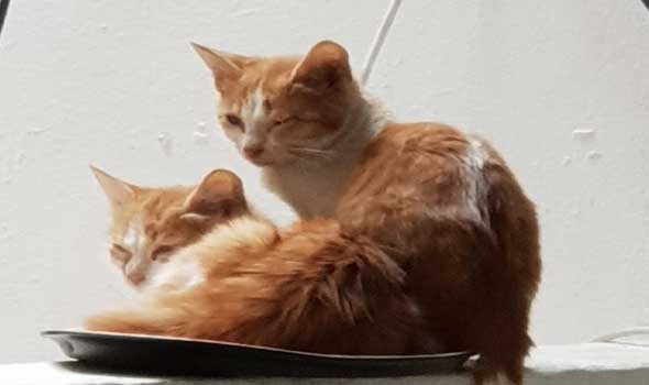  العرب اليوم - تفسير رؤيا القطط في المنام للرجل والمرأة