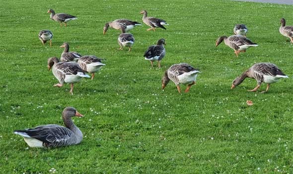 العرب اليوم - تفسير رؤيا البط في المنام للرجل والمرأة