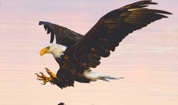 العرب اليوم -