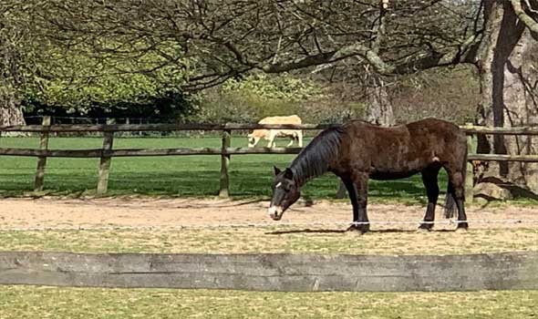  العرب اليوم - تفسير حلم رؤية الحصان