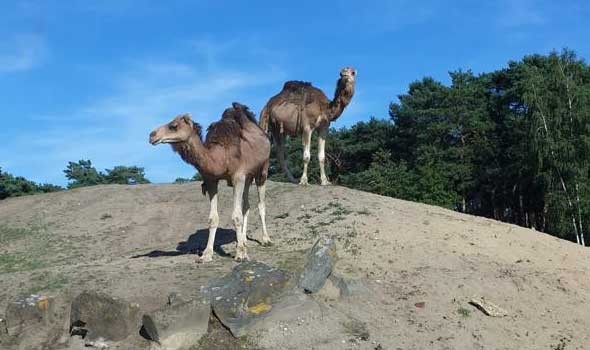  العرب اليوم - تفسير حلم رؤية الجمل