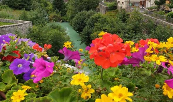  العرب اليوم - تفسير حلم رؤية الشجرة