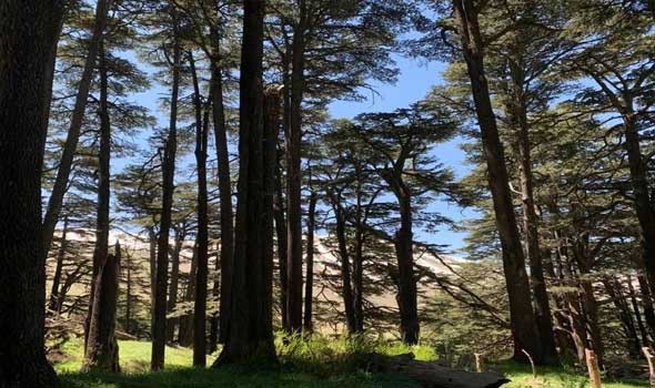  العرب اليوم - تفسير حلم رؤية الشجرة