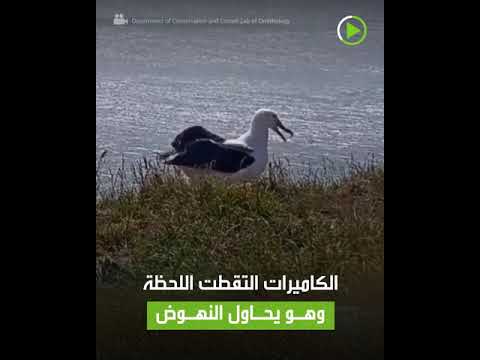 شاهد طائر القطرس يقع على رأسه